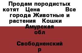 Продам породистых котят › Цена ­ 15 000 - Все города Животные и растения » Кошки   . Амурская обл.,Свободненский р-н